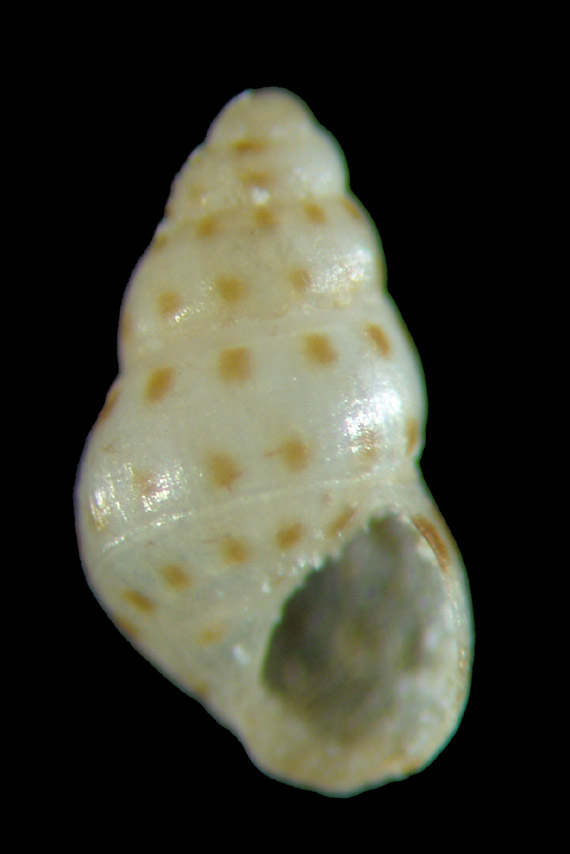 Il genere Setia e Crisilla nel Mediteraneo